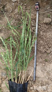 高度50厘米斑叶芒