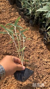 高度15厘米墨西哥鼠尾草