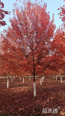 15公分美国红枫