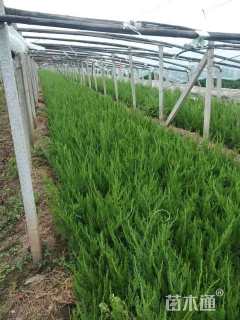 高度40厘米小龙柏