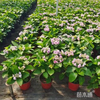 高度50厘米无尽夏绣球