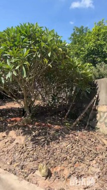 10公分黄花鸡蛋花