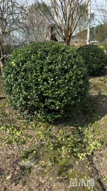 冠幅200厘米无刺枸骨球