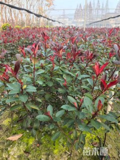 高度45厘米红叶石楠小苗