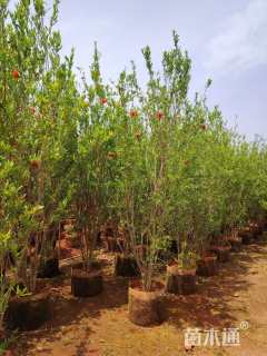 高度250厘米花石榴