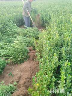 高度100厘米大叶黄杨