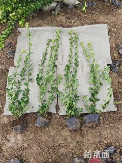 高度35厘米卫矛