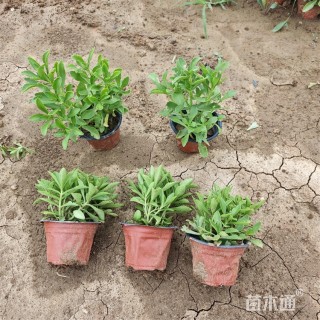 高度30厘米三七景天