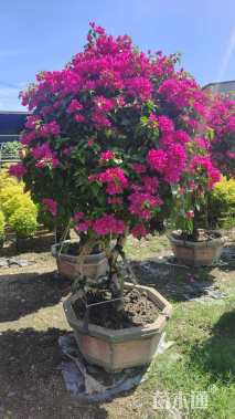 高度200厘米玫红三角梅