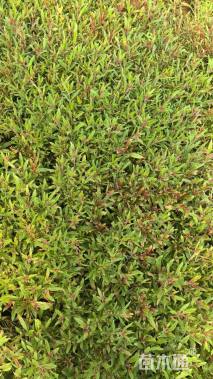 高度20厘米千鸟花