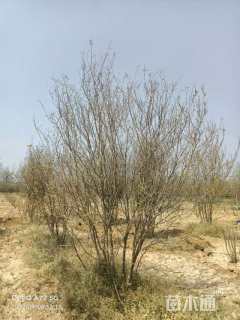 高度300厘米丛生紫薇