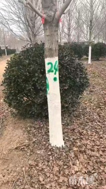 高度150厘米大叶黄杨