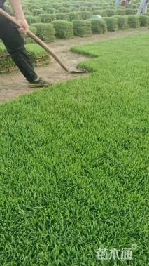 高度1.8厘米虎皮草