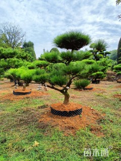 高度130厘米黑松