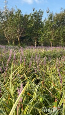高度20厘米金边麦冬