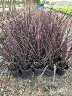 高度40厘米澳洲朱蕉