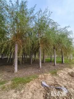 17公分金丝垂柳