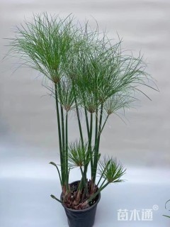 高度100厘米纸莎草