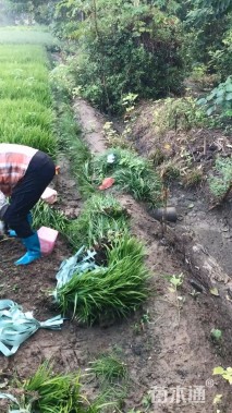 高度25厘米吉祥草