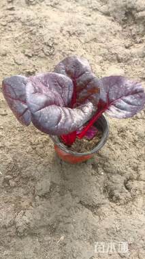 高度30厘米红叶甜菜