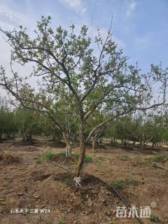 高度500厘米果石榴