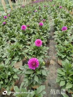 高度15厘米大丽花