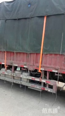 12公分甜茶海棠