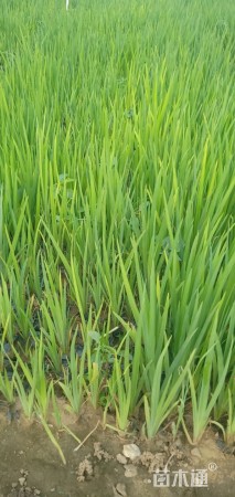 高度15厘米黄花鸢尾