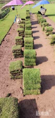 草卷状马尼拉草