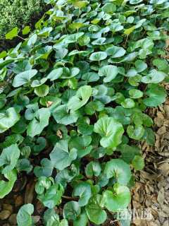 高度20厘米大吴风草