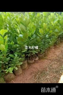 高度50厘米香水柠檬