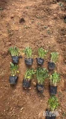 高度20厘米美丽月见草