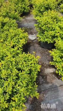 高度40厘米六道木