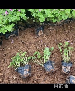 高度15厘米红花酢浆草