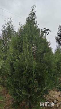 高度500厘米侧柏