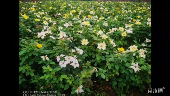 高度50厘米月季