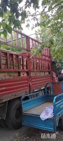 高度15厘米红花酢浆草