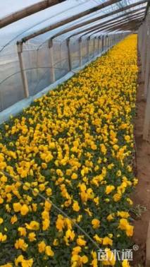 高度18厘米三色堇