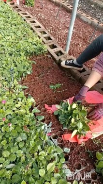 高度10厘米月季小苗