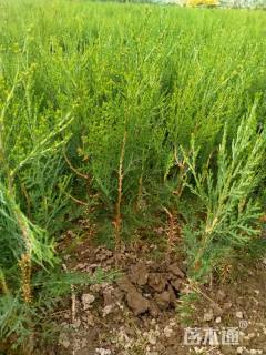 高度40厘米侧柏