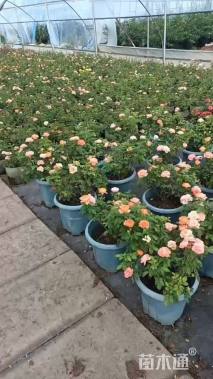 高度50厘米品种月季