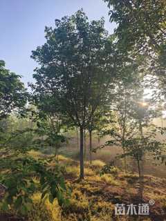 15公分高杆染井吉野樱