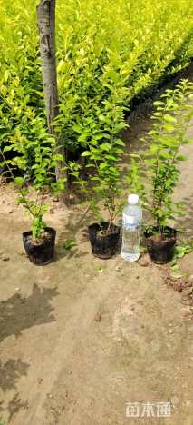 高度50厘米金叶女贞