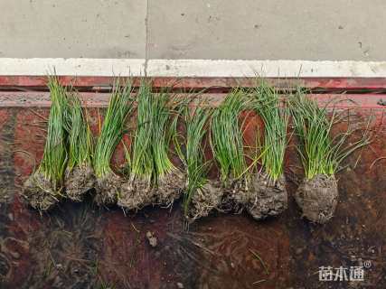 高度15厘米葱兰