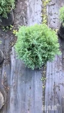 高度25厘米球柏