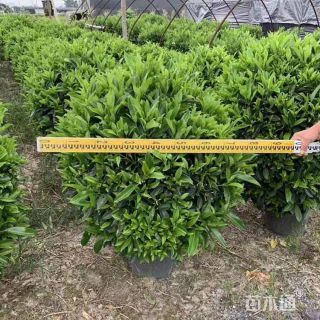 高度80厘米非洲茉莉球