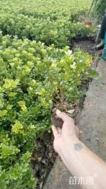 高度20厘米米兰