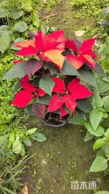 高度25厘米一品红