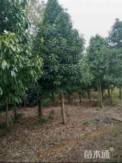 10公分棱角山矾