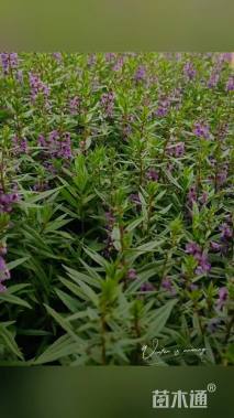 高度20厘米香彩雀